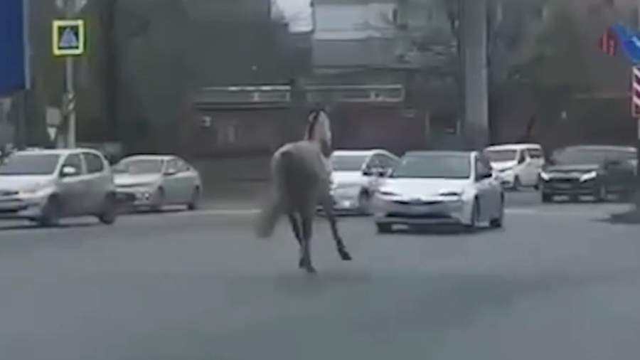 Сбежавшая лошадь устроила ДТП на перекрестке в Хабаровске